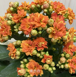 鹿角叶长寿花