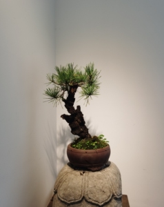 一手托,进口盆景(八房锦松),这是盆养30年以上的八房锦松