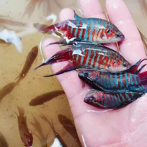 中国斗鱼大巨普