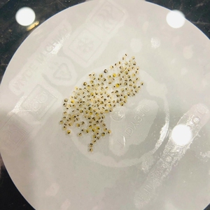 观背青鳉鱼卵210颗加备损30颗.共240颗,8