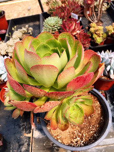 加州香炉盘法师老桩,冠服28公分,颜色超级好看