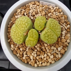 生石花绿紫勋灵耀一箭之遥,一年半0.8cm以上随机10颗一组