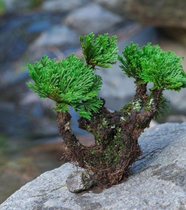 卷柏3颗(单头).卷柏又名九死还魂草,好 卷柏3颗(单头).