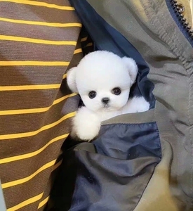 博美幼犬 俊杰 茶杯犬