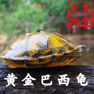 黄金巴西龟 红耳巴西龟深水龟 迷你巴西龟苗色彩宠物龟招财龟