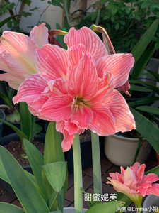 荷兰朱顶红-甜蜜妮芙侧生球1球