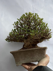 日本进口皋月杜鹃菊姬红万重,明美之月,全树无伤疤,喜欢的来