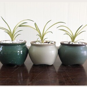 送春新品中透艺草 兰花苗宋春高端线艺全白中透绿绀帽绿植花卉