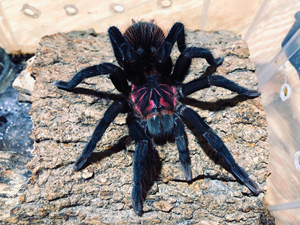 亚马逊蓝紫镭射 亚x 亚镭 蜘蛛 13-14cm母