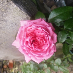 【伊芙华尔兹月季】伊芙华尔兹月季品牌,价格 - 阿里巴巴