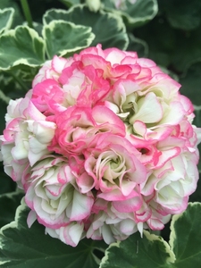 天竺葵 银边苹果碗