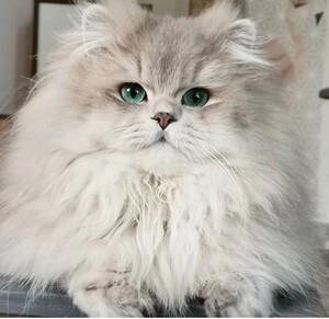 蓝金长毛 极品英短蓝金渐层种公 高赛蓝金弟弟 俄罗斯代购 繁