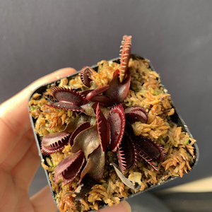 000人付款淘宝鲨鱼齿捕蝇草,一物一拍,满68包邮中通北京仁者寿