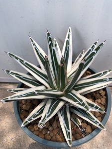 龍之梦潮流多肉龙舌兰科——老冰山美美哒,植物特征售出不退不换