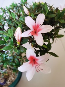 皋月杜鹃日之丸