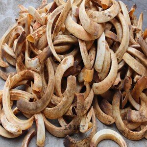 天然原生态野猪牙獠牙兽牙山猪牙原料雕刻藏银牙工艺手工牙吊坠品