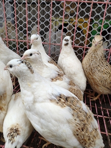 鹌鹑种蛋受精蛋孵化