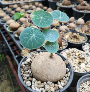 泰国山乌龟素可泰