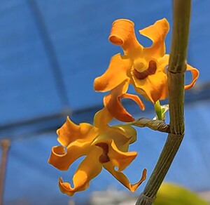 梵净山石斛,稀有品种,实生苗,苗多,封顶花已开