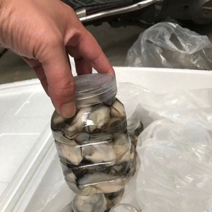 广东饶平生产新鲜生蚝肉鲜活广东现剥去壳即食牡蛎肉海蛎子肉海鲜