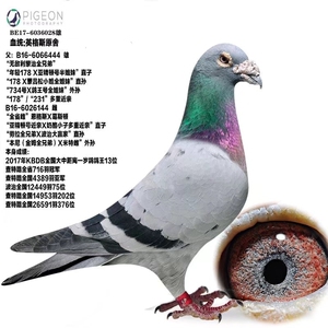 比利时原环鸽子