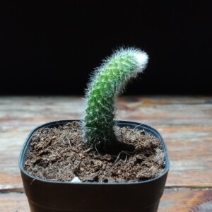 九尾狐软毛长毛仙人掌多肉植物10棵包邮