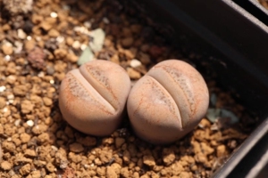 丑鹅c388翠娥 生石花