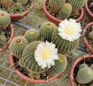 金冠仙人球 单头和群生多头 金刺软刺 满18元包邮非偏远地区