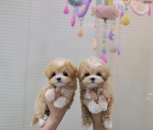 纯种马尔泰幼犬马尔泰宠物狗小体长不大茶杯自家繁殖奶油色马尔泰