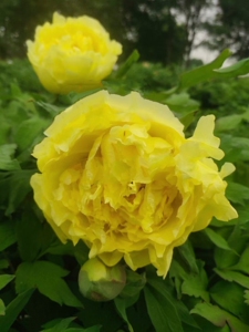 牡丹金色爱丽丝