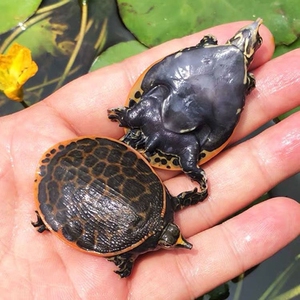 珍珠鳖小鳖苗深水龟鱼缸混养宠物小乌龟活物大型中华甲鱼角鳖淡水