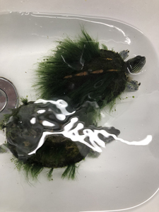 000人付款淘宝基枝藻 龟背基枝藻 培养培育绿毛龟专用 2元一克 满20克