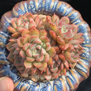 罗马多肉老桩群,也叫夏梦多肉,多肉植物 , 控养精品  ,一