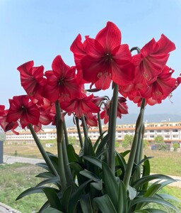 朱顶红 红狮 大球6cm左右16/个,中球4cm左右10/个