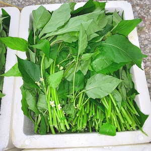 广西桂林辣椒菜新鲜现摘野菜白花菜非枸杞菜野生青菜现摘现发新鲜