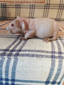 迷你河马,极品纯白,#无毛豚鼠,#荷兰猪,家庭萌宠,标价全款