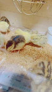 白沙维鹌鹑,熊猫沙维鹌鹑出售!15元一只,出壳半月多.统货不