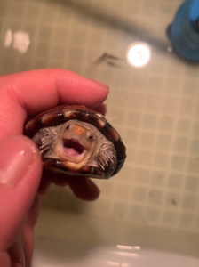 红面蛋龟,七公分,苗子自养一手,后爪有瑕疵,头已慢慢发色,因