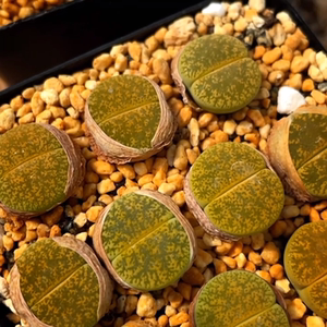 生石花绿紫薰c36a