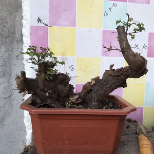 微型盆景盆栽掌上羊蹄甲真柏老桩贵州米叶猎人mm专卖店同款货源