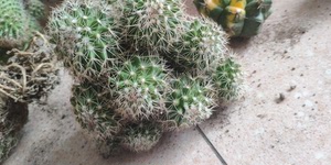 红花锦丸