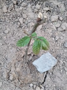 栗子树珍珠小板栗树苗五年树苗当年结果