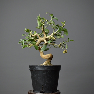 【郁野】绯玉真弓盆景小品盆景掌上盆景卫矛老桩盆景观花观果杂木