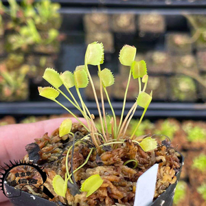 00同款货源中国食虫植物工厂淘宝食虫植物-旋律鲨鱼捕蝇草 特征型