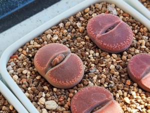 生石花  卡罗拉日轮 特选巧克力日轮  corona 岛田种