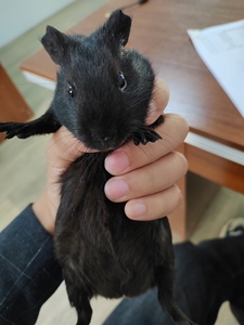 000人付款淘宝豚鼠 荷兰猪