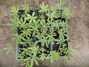 鲁冰花苗,含盆一盆五元!盆是0.5三代加仑盆!不含盆一颗一元