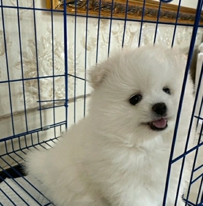 博美幼犬宠物狗狗 没时间照看 长不大小体博美犬找新家啦!