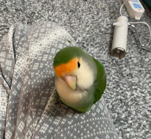 绿金顶
