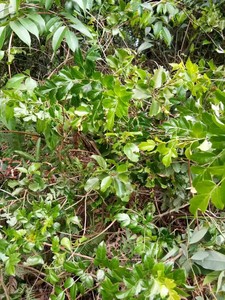 620人付款淘宝tt漆树寄生野生柒木寄生漆木寄生痒漆树寄生木蜡树寄生